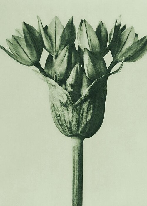 Allium Ostroroskianum Greeting Card featuring the photograph Allium Ostroroskianum, ornamental onion, enlarged 6 times from Urformen der Kunst by Karl Blossfeldt