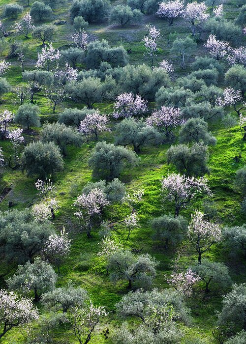 Almonds Greeting Card featuring the photograph Almond and Olive trees by Gary Browne
