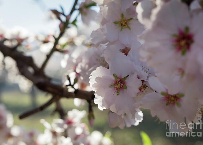 Pink Flowers Greeting Card featuring the photograph Almond Blossom 3 by Adriana Mueller