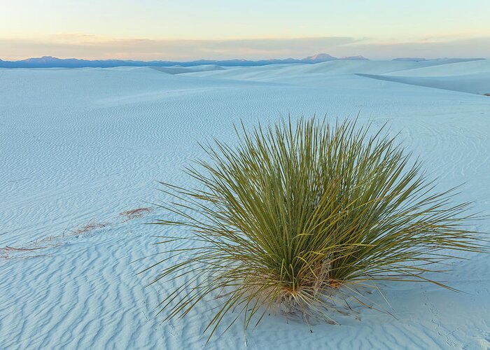 Sand Dunes Greeting Card featuring the photograph Alone In Desert by Jonathan Nguyen