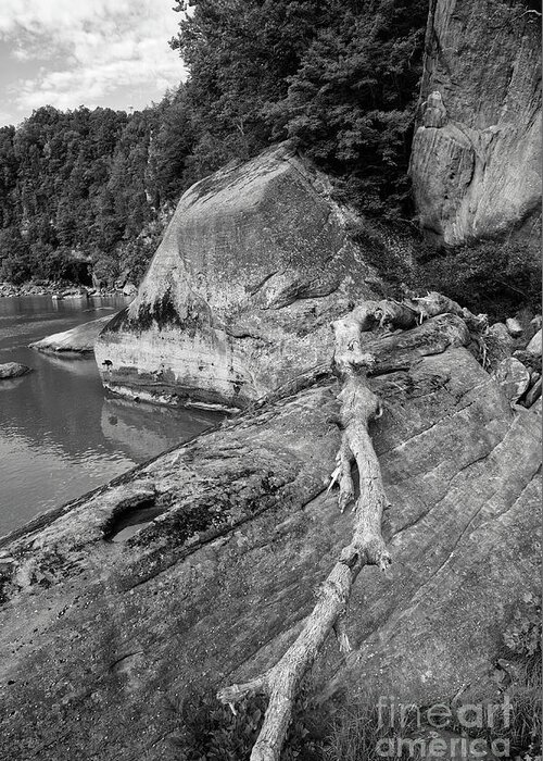 Black And White Greeting Card featuring the photograph Along The Cumberland River by Phil Perkins