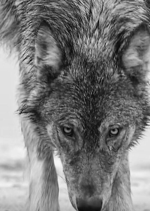 Wolf Greeting Card featuring the photograph Alpha by Carolyn Mickulas