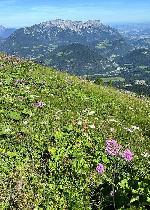 Alpine Landscape Greeting Card featuring the photograph Alpine Blooms by Nancy Merkle