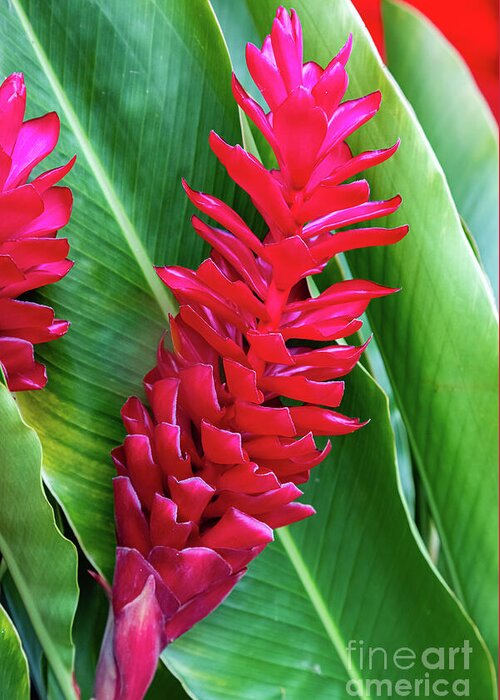 Red Ginger Greeting Card featuring the photograph Alpinia purpurata or red ginger by Lyl Dil Creations