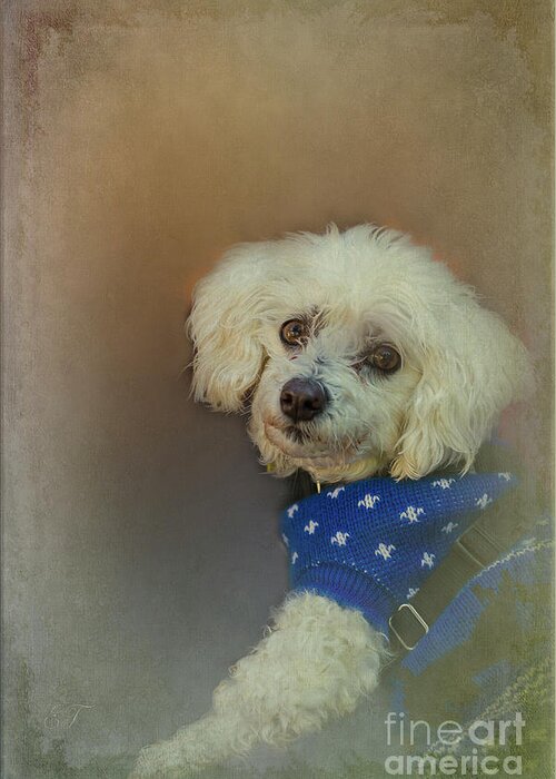 Poodle Greeting Card featuring the photograph Am I cute or What? by Elaine Teague