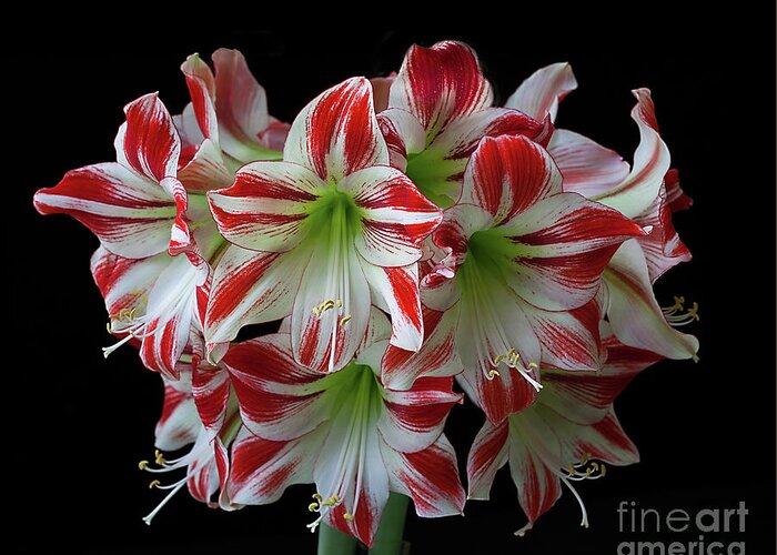 Flowers Greeting Card featuring the photograph Amaryllis 'Ambiance' by Ann Jacobson