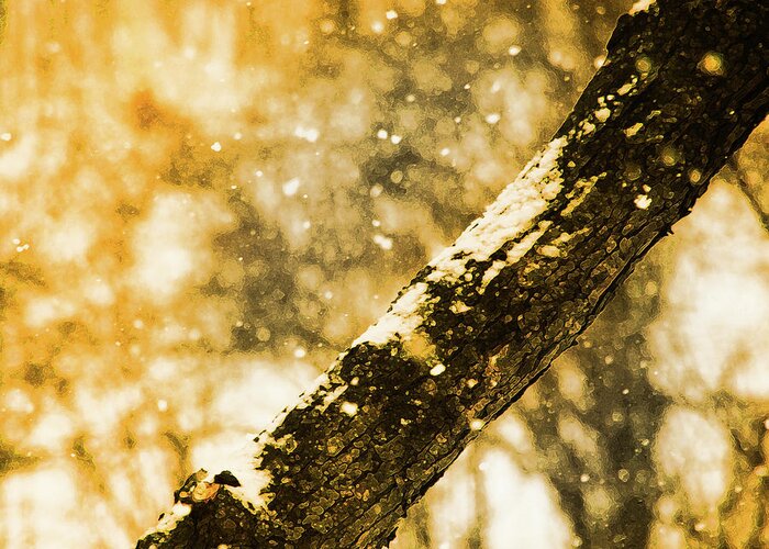 Winter Scene Greeting Card featuring the photograph Amber Snow by Simone Hester
