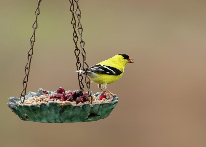 American Goldfinch Greeting Card featuring the photograph America Goldfinch by Holden The Moment