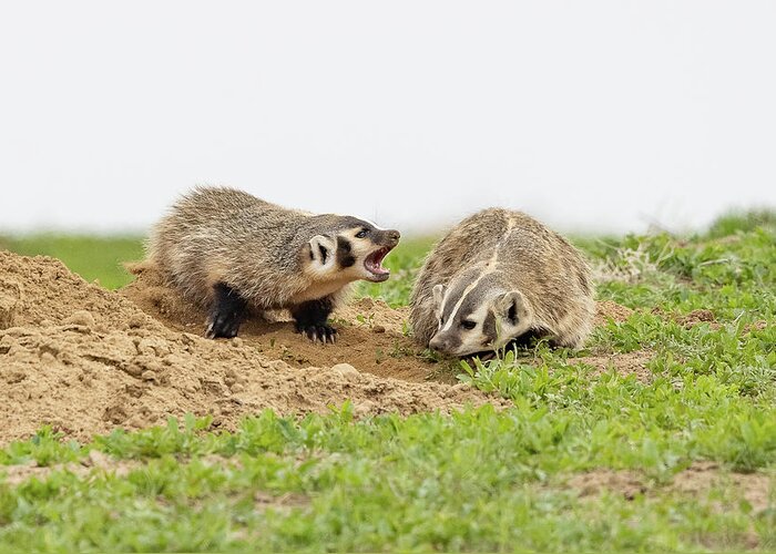 Badger Greeting Card featuring the photograph American Badger Cub Tries to Get Mom to Play by Tony Hake