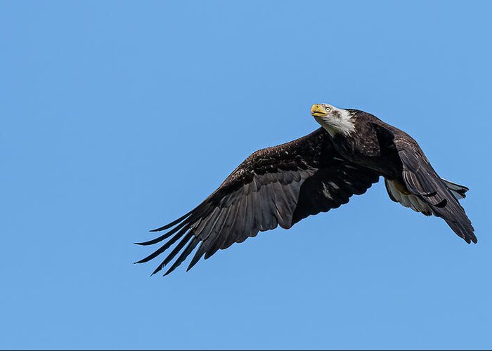 Raptor Greeting Card featuring the photograph American Bald Eagle 9 by Rick Mosher