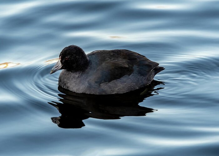 Coot Greeting Card featuring the photograph American Coot by Cathy Kovarik