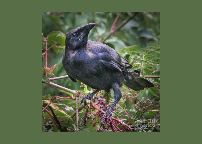 Nature Greeting Card featuring the photograph American crow by Barry Bohn