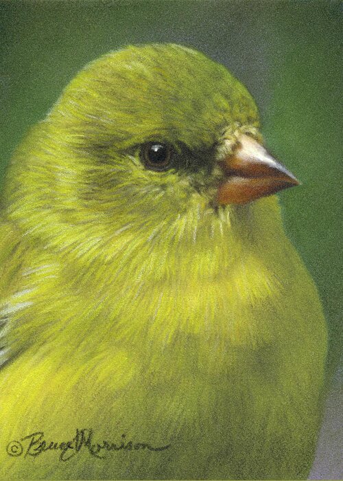 Bird Greeting Card featuring the drawing American Goldfinch - female by Bruce Morrison