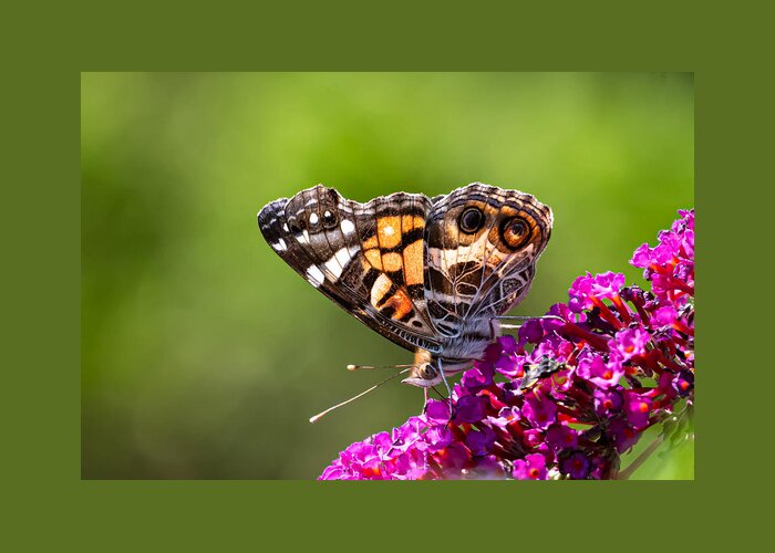 Butterfly Greeting Card featuring the photograph American Lady by Linda Bonaccorsi