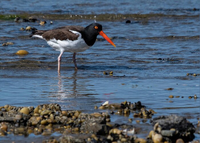Shore Greeting Card featuring the photograph American Oystercatcher by Cathy Kovarik