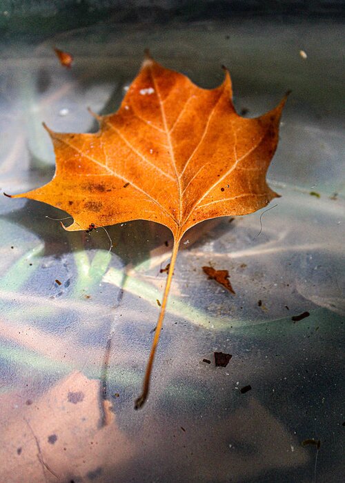 Platanus Occidentalis Greeting Card featuring the photograph American Sycamore Leaf in Water by W Craig Photography
