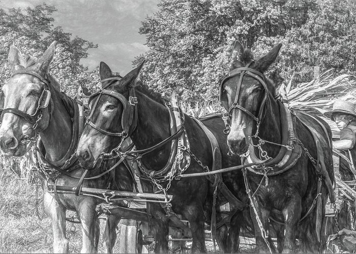 Horses Greeting Card featuring the photograph Amish Corn Harvest, Lancaster County by Marcy Wielfaert