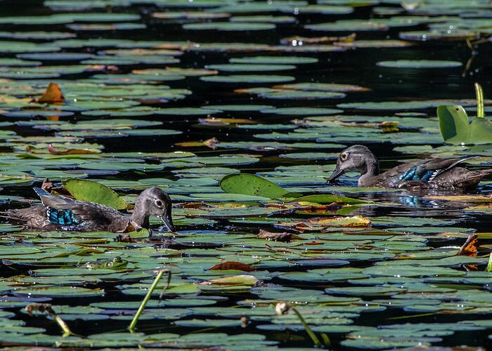 Ducks Greeting Card featuring the photograph Among the Lily Pads by Ken Stampfer