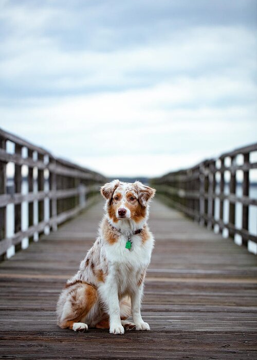 Australian Shepherd Greeting Card featuring the photograph Amy the Aussie by Marlo Horne