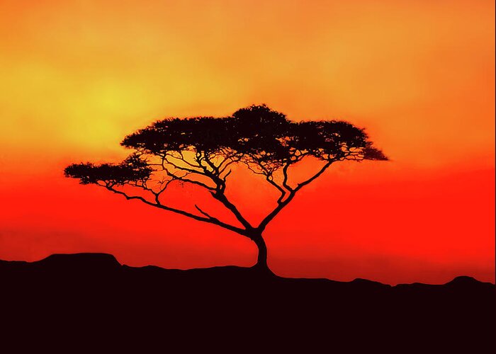 Africa Greeting Card featuring the photograph An Acacia Tree in the Sunset by Mitchell R Grosky