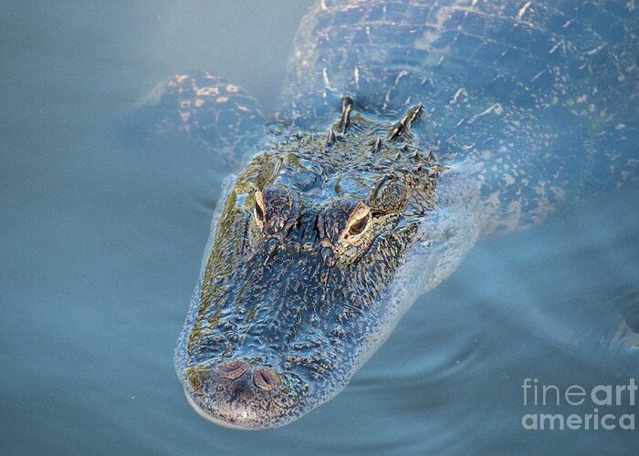  Alligator Greeting Card featuring the photograph An Alligator With A Reflection In it's Eye by Philip And Robbie Bracco