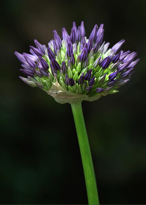 Allium Greeting Card featuring the photograph An Allium at first bloom by Sylvia Goldkranz