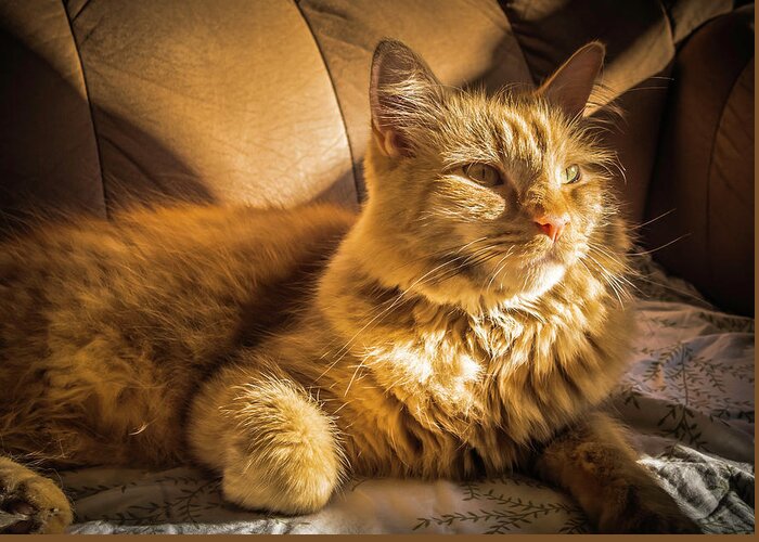 Cats Greeting Card featuring the photograph An Orange Cat Getting Some Sun by Guy Whiteley