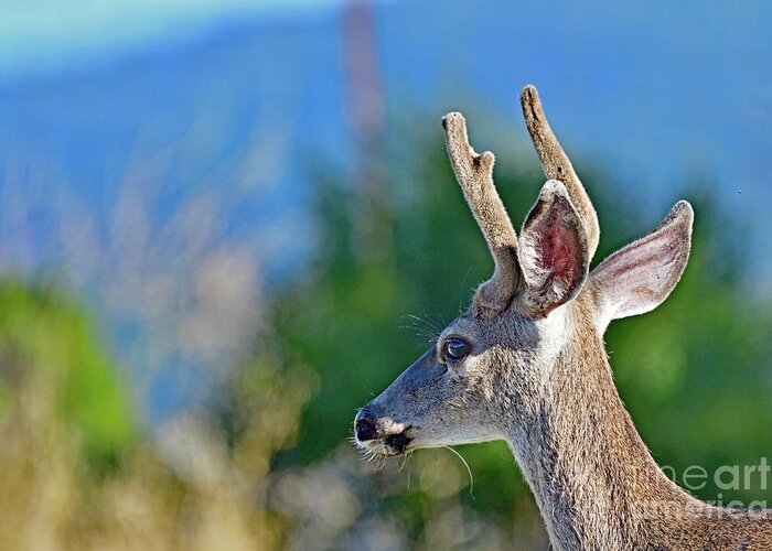 Deer Greeting Card featuring the photograph An young Mule Deer by Amazing Action Photo Video
