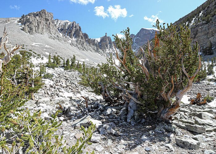 Nevada Greeting Card featuring the photograph Ancient Bristlecone - Great Basin National Park, Nevada by Brett Pelletier