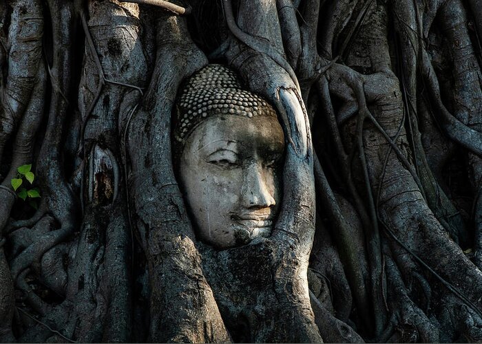 Buddha Greeting Card featuring the photograph The Fallen Kingdom - Buddha Statue, Wat Mahathat, Thailand by Earth And Spirit