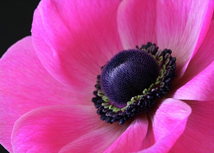 Macro Greeting Card featuring the photograph Anemone Pink by Julie Powell