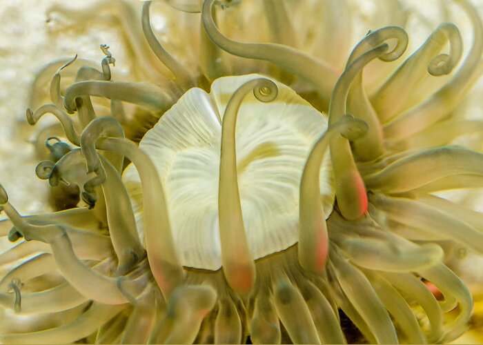 Anemone Greeting Card featuring the photograph Sea Anemone with Red by WAZgriffin Digital