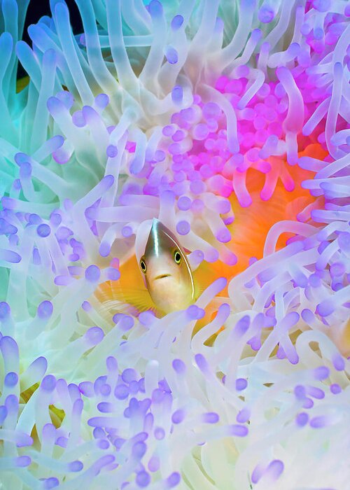 Clownfish Greeting Card featuring the photograph Anemonefish 1 by Tanya G Burnett