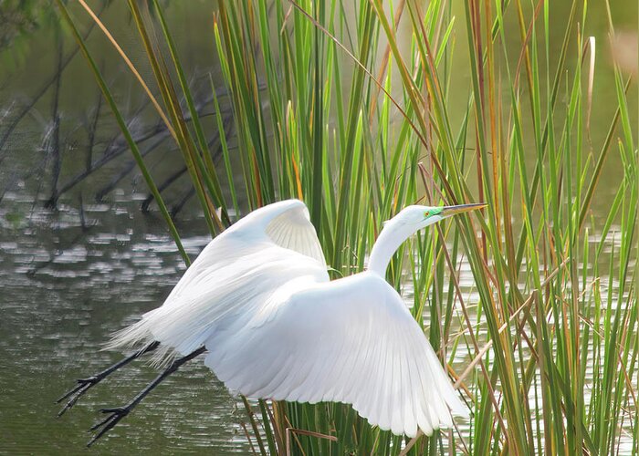 Susan Molnar Greeting Card featuring the photograph Angel In The Marsh by Susan Molnar
