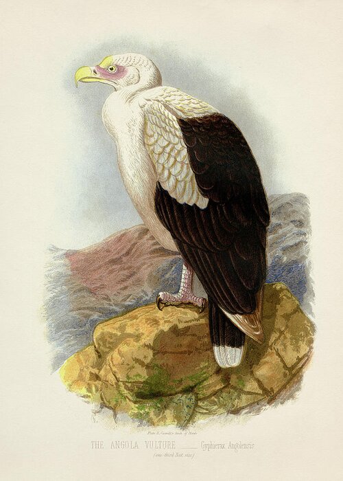 Lithograph Greeting Card featuring the painting Angola Vulture - Gyphierax angolensis by Hakon Soreide