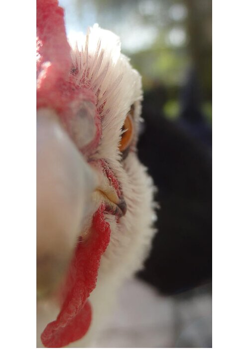Poule Greeting Card featuring the photograph Angry Hen by Joelle Philibert