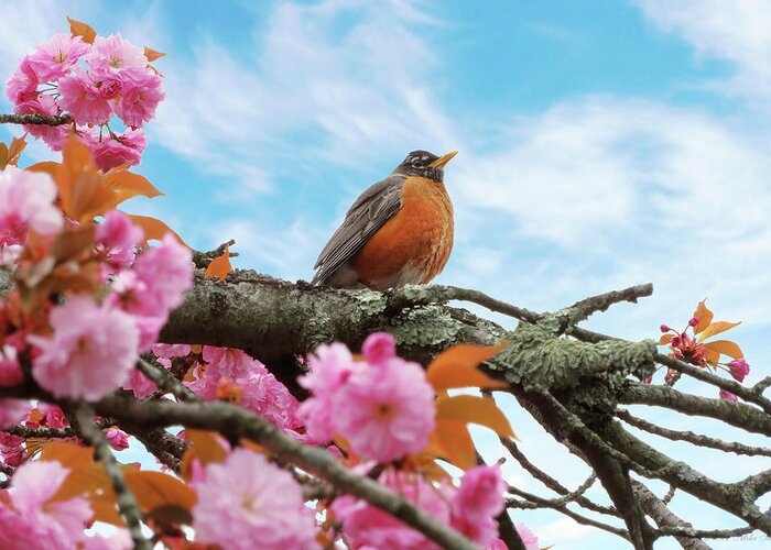 Spring Greeting Card featuring the photograph Animal - Bird - First robin of spring by Mike Savad