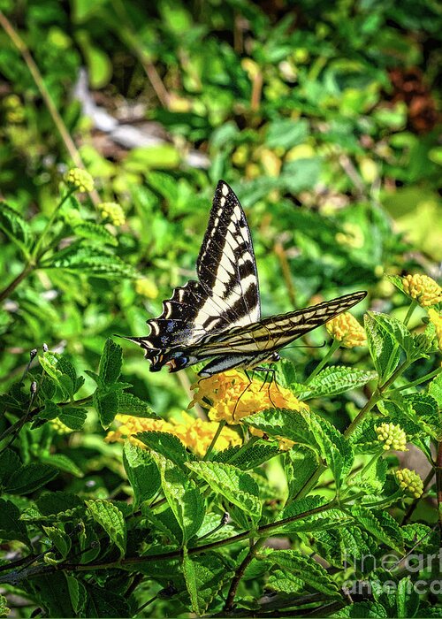 Anise Swallowtail Butterfly Greeting Card featuring the photograph Anise Swallowtail Butterfly on a Yellow Lantana Flower by Abigail Diane Photography