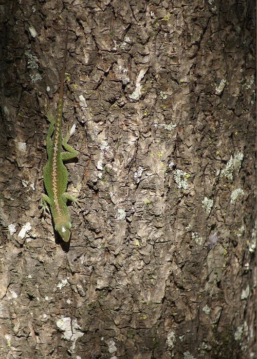  Greeting Card featuring the photograph Anolis Carolinensis by Heather E Harman
