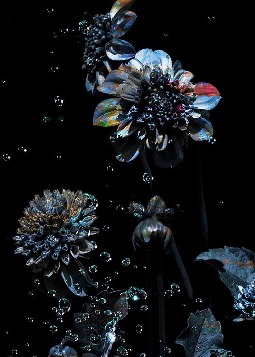 Dahlias; Garden; Modern Art; Contemporary Photography; Surrealism; Bubbles; Water; Playful; Blossoms; Petals; Garden Greeting Card featuring the photograph Another by Cynthia Dickinson