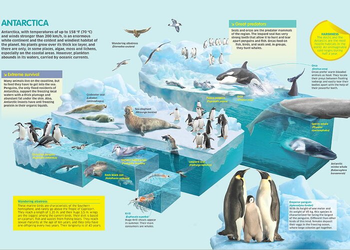 Fauna Greeting Card featuring the digital art Antarctica by Album