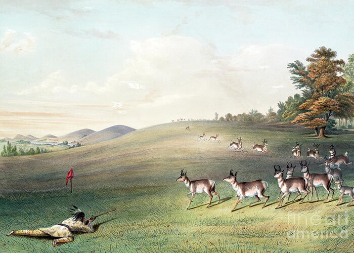 1830s Greeting Card featuring the photograph Antelope Shooting by George Catlin