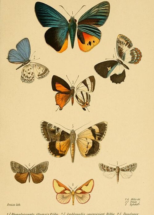 Butterfly Greeting Card featuring the mixed media Antique Butterfly Illustrations by World Art Collective