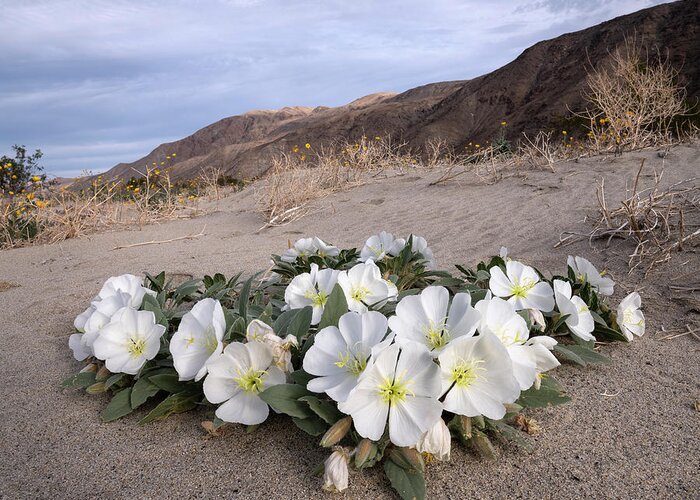 San Diego Greeting Card featuring the photograph Anza Borrego Desert Primroses by William Dunigan