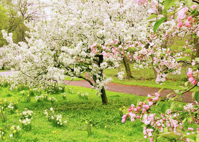 Apple Trees Greeting Card featuring the photograph Apple Trees in Bloom by Jessica Jenney