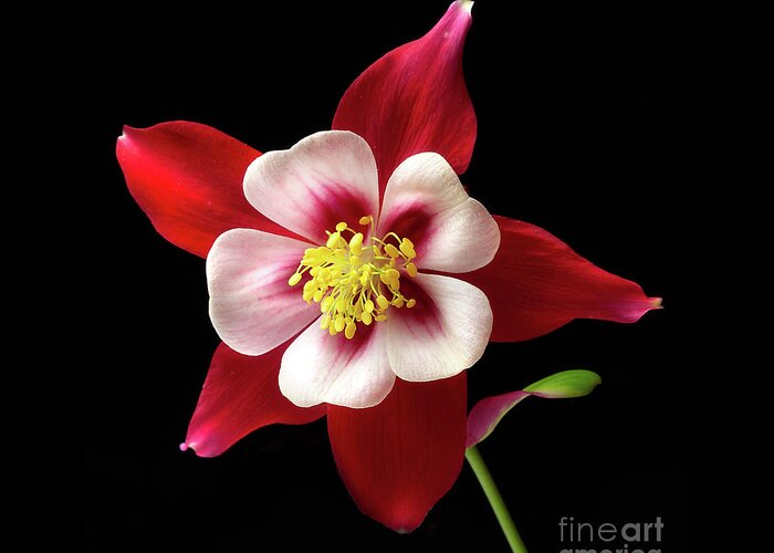 Flower Greeting Card featuring the photograph Aquilegia 'Kirigami' by Ann Jacobson