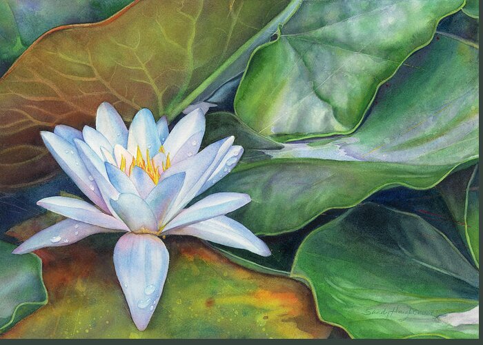 Original Watercolor Painting Greeting Card featuring the painting Arboretum Star by Sandy Haight
