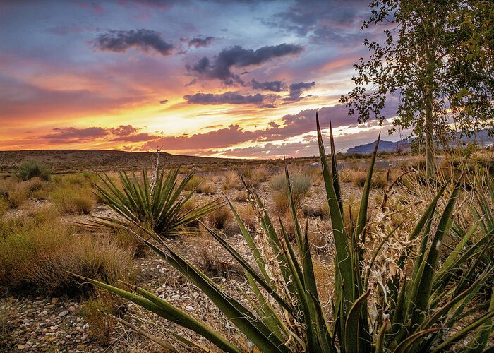 Lake Powell Greeting Card featuring the photograph Arizona Desert Sunset by Bradley Morris