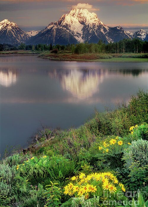 Dave Welling Greeting Card featuring the photograph Arrowleaf Balsamrood Mount Moran Grand Tetons Np by Dave Welling