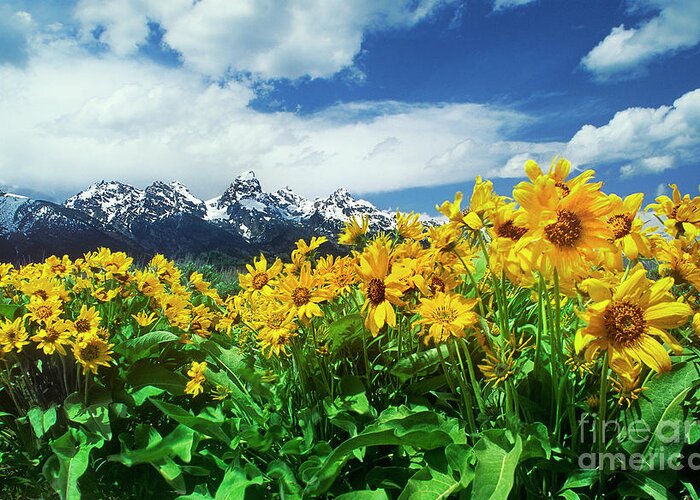 Dave Welling Greeting Card featuring the photograph Arrowleaf Balsamroot Grand Tetons National Park Wyoming by Dave Welling